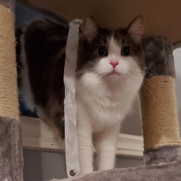 Meet your Posher, Yanan - Picture 1 of 1